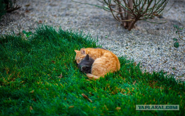 Коты и кошки, которые идеально смотрятся вместе