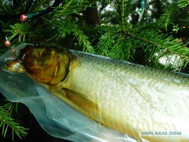 Селедка под шубой - 2019