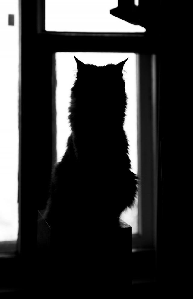 Котовторник ( 23.10. 2012. )