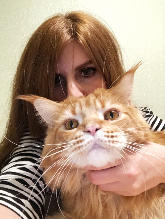 20 снимков с кисточками, доказывающих, что прекраснее мейн-кунов могут быть лишь котята мейн-кунов