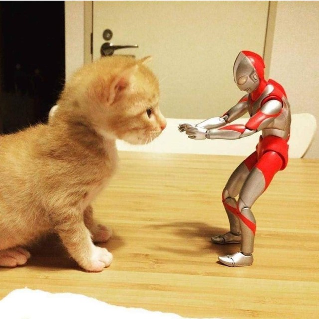 Прикольных котов пост