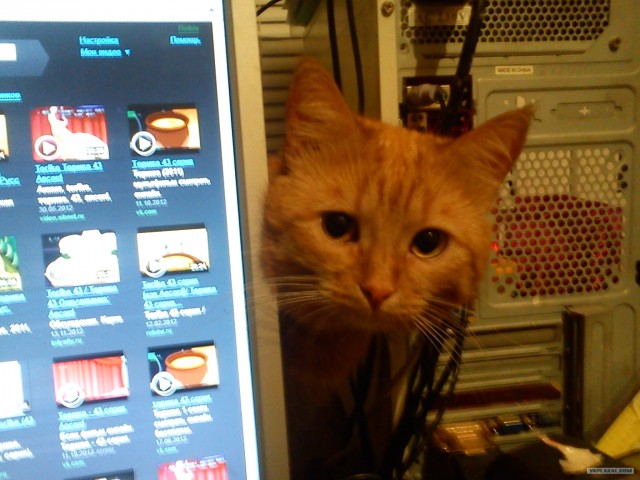 Новогодний Котовторник 01.01.2013