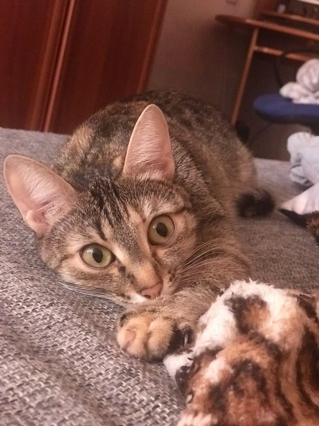 Забавные фото котеек