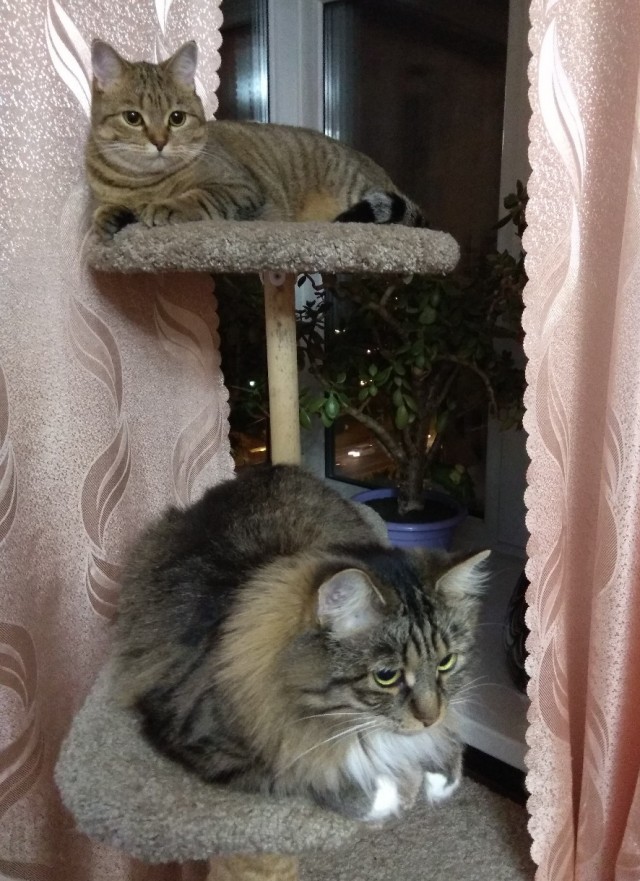 Забавные фото котеек