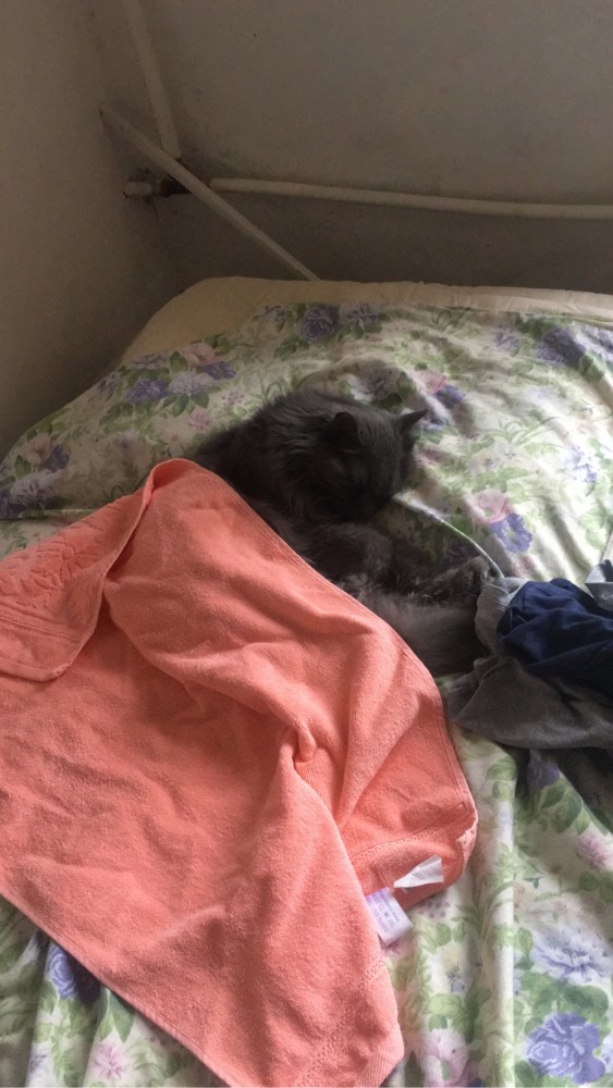 Что значит поза, в которой спит твоя кошка
