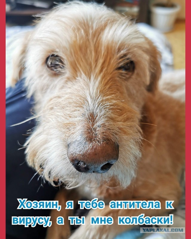 Польза  от   кошек  и  собак  при  коронавирусе