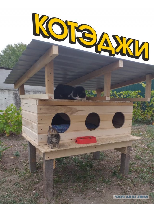 Пентхаус для четвероногого друга своими руками