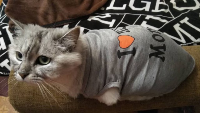 Последний котовторник 2020 года
