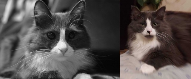 Котовторник 09.02.21. Свежие котики от Нарвского.