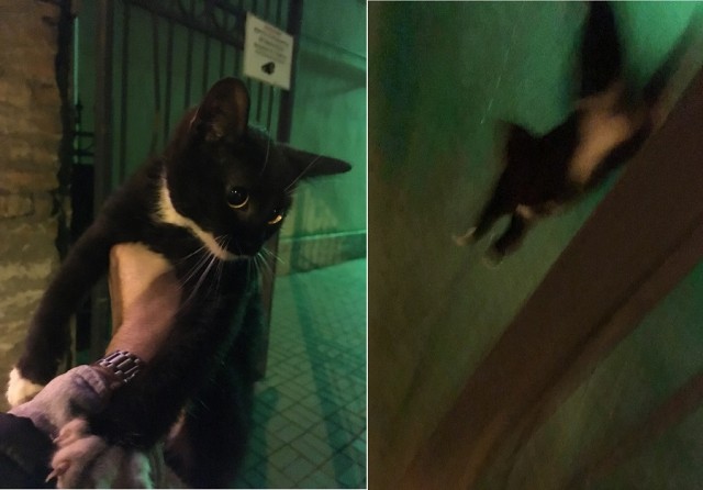 Уличные котаны