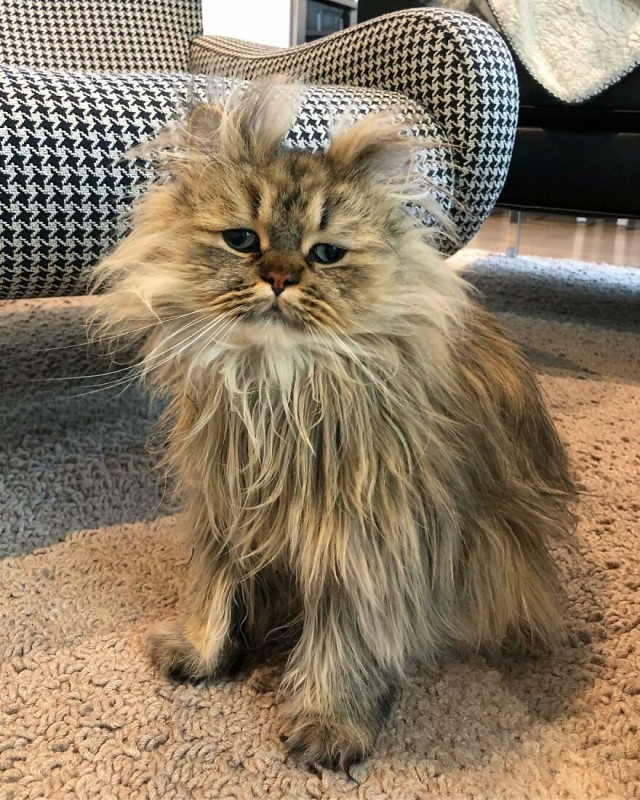 Пушистый кот Барнаби, который выглядит как понедельник
