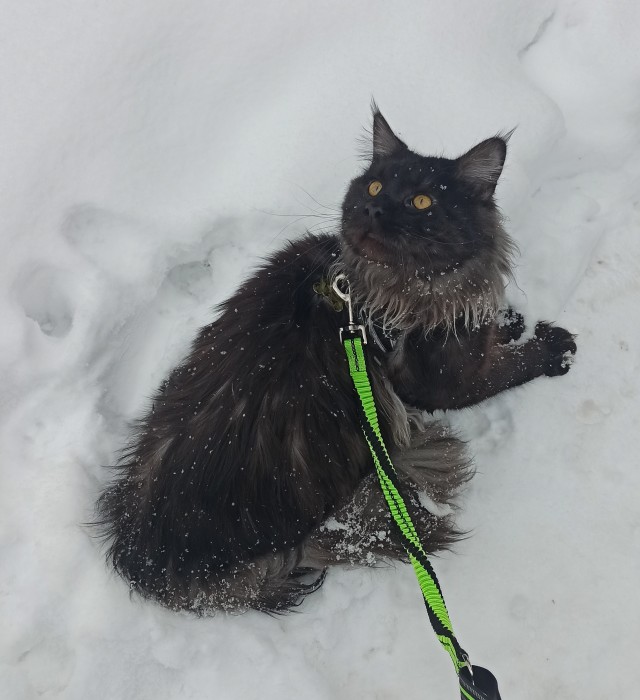 Кошки , кошечки, котяры 14.03.21