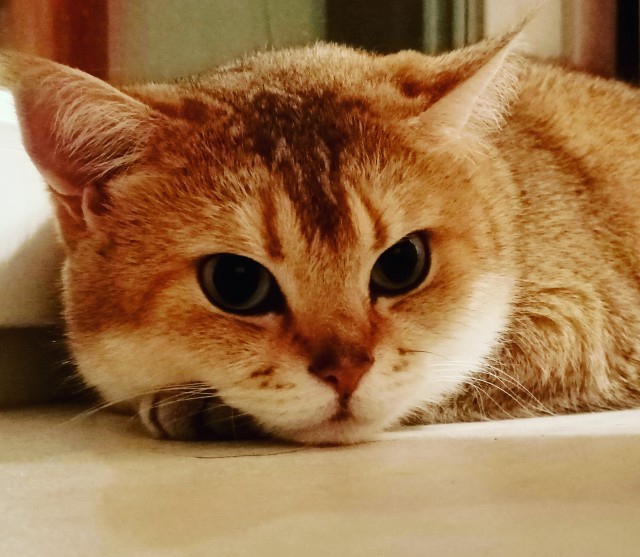 Котовторник!