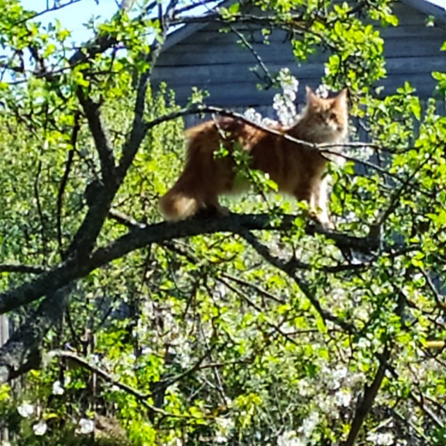 С котовторником!