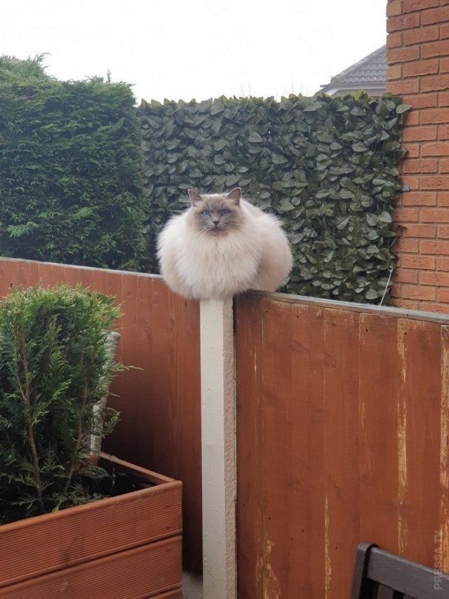 Которник
