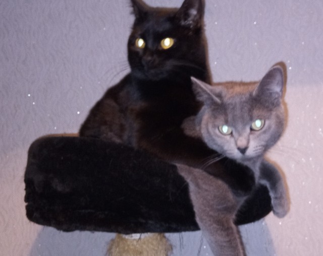 Котовторник же очередной