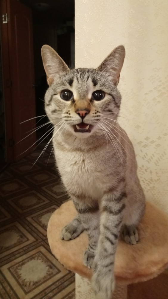Котовторник. Поговорим о кличках, друзья