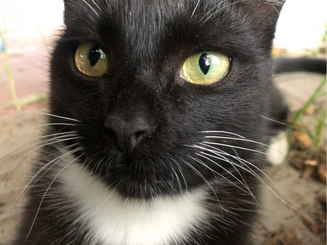 Котовторник (свои добавляем)