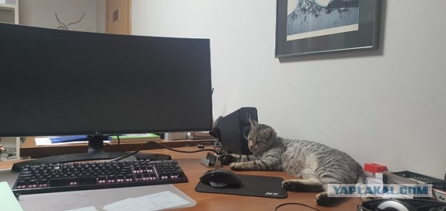 Сколько у кошек жизней?