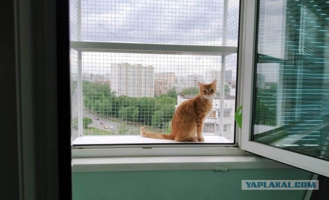 Вы, что спите? Вставайте, котовторник же!