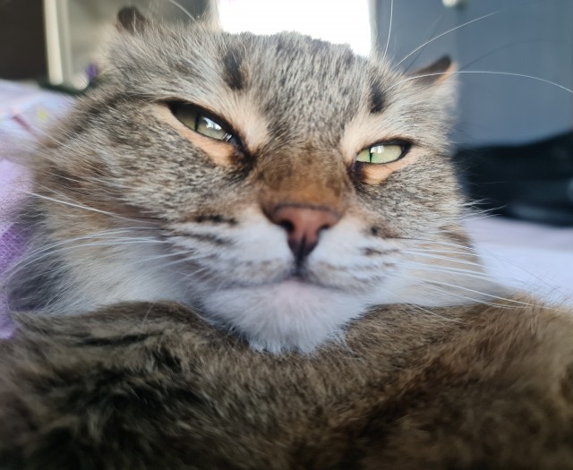 Котовторник 25.01.22
