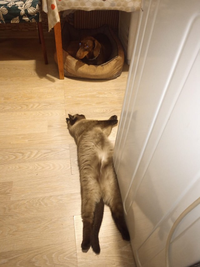 Жизнь домашнего приюта "Котоленд" 322