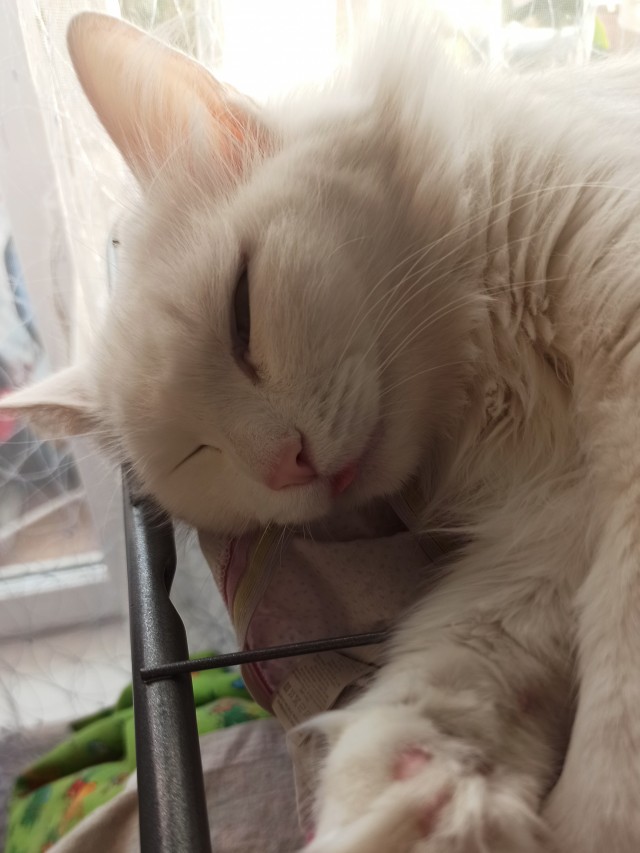 Котовторник