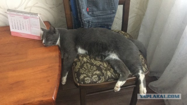 Котовторник ведь начался!