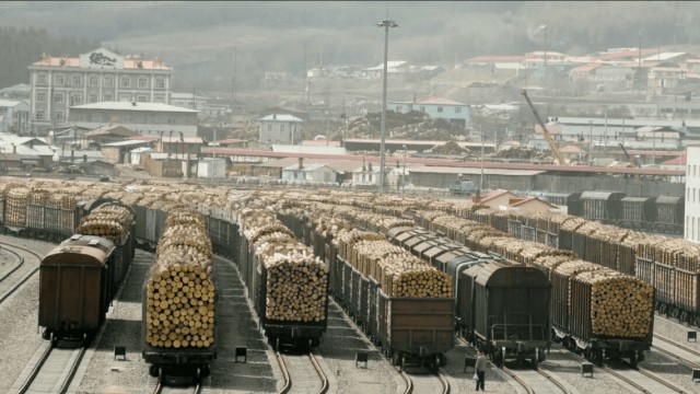 Просто картинка весеннего леса и сморчков