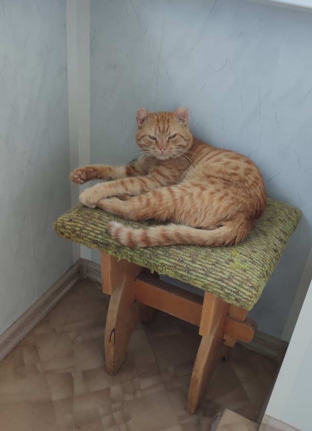Котовторнику быть