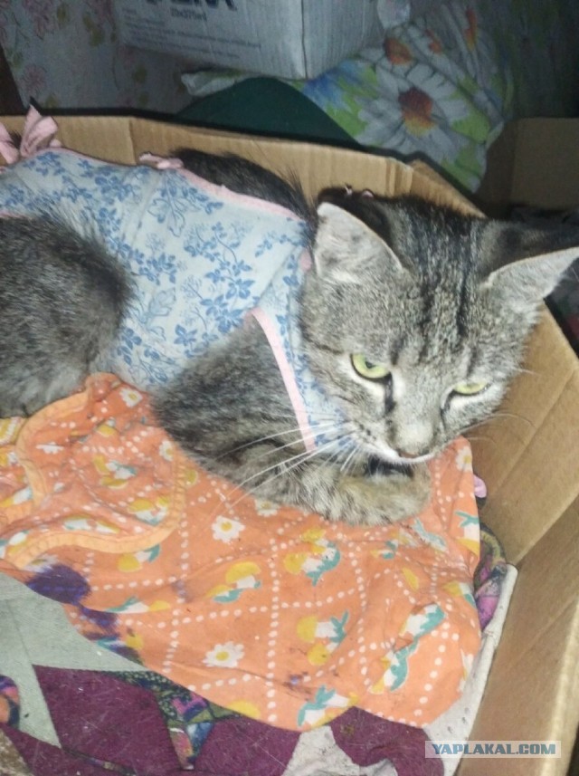 Котики в беде
