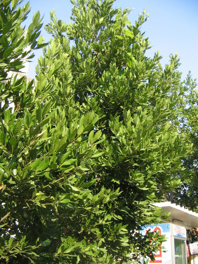 Отдых в Черногории (сентябрь 2012)