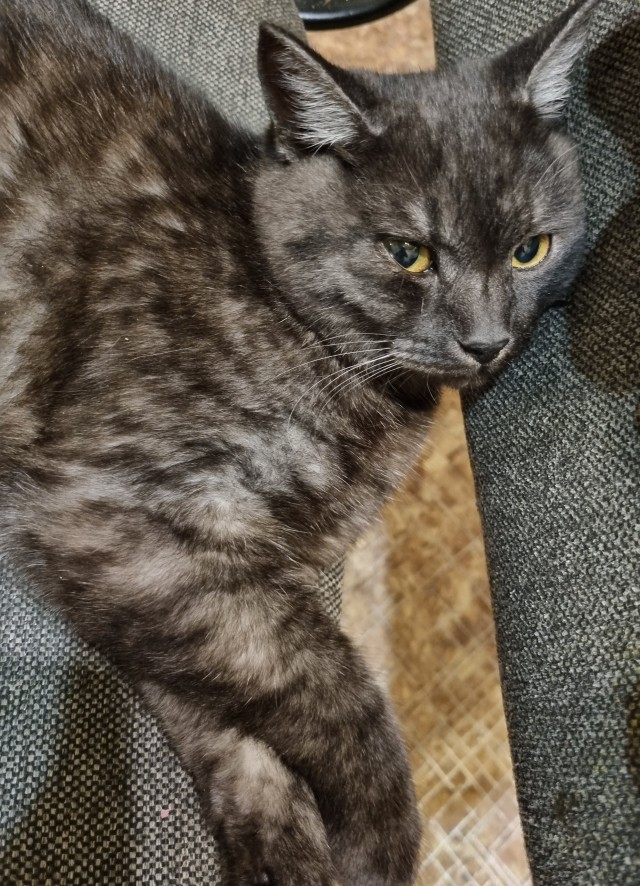 Шкет