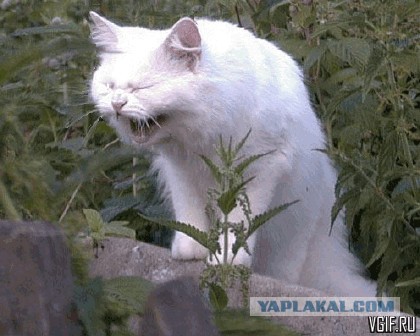Странная женская натура. Вам для чего это надо?
