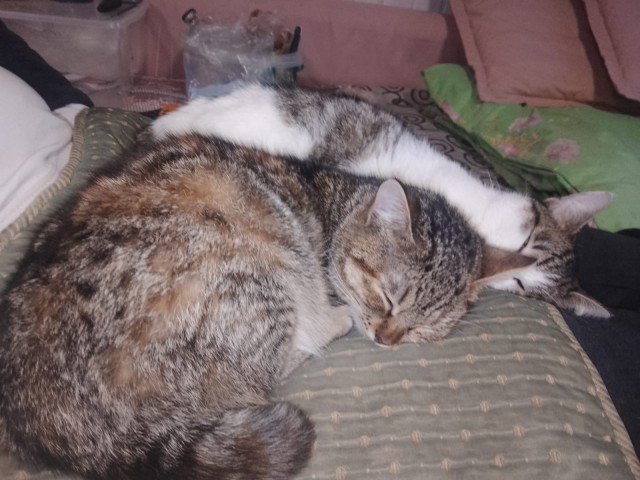 Котодракула