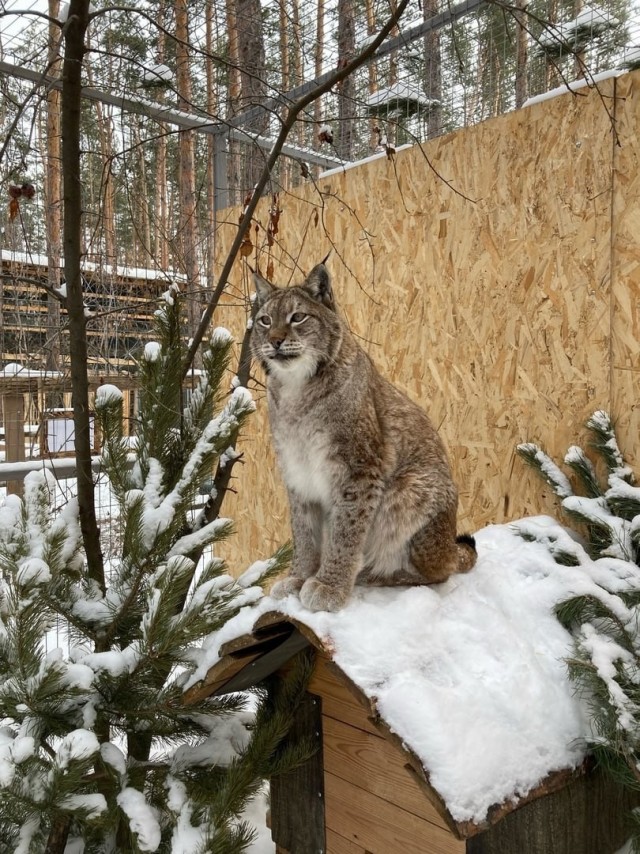 Сегодня всемирный день кошек!