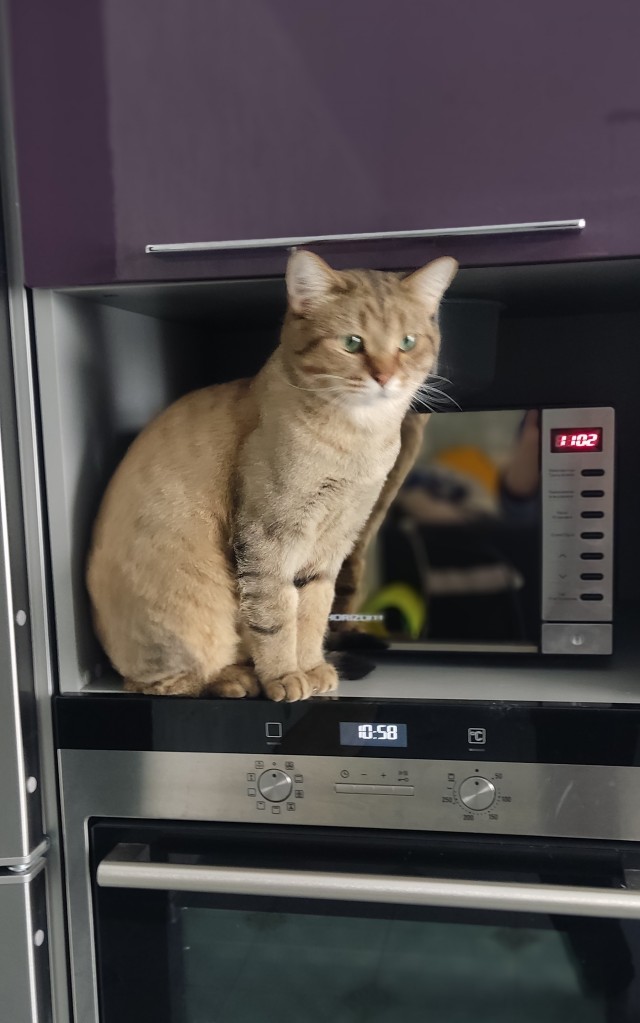 Котовторнику посвящается, подобрашка Маня