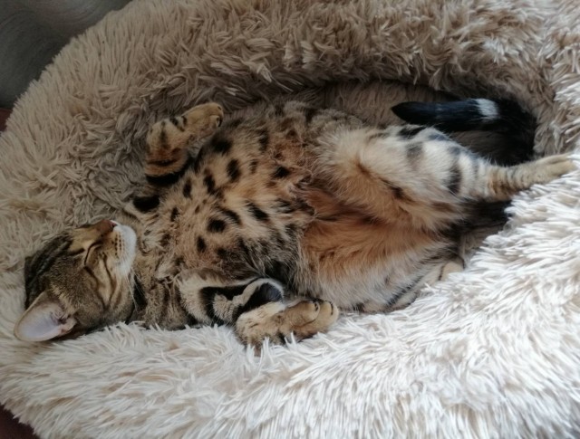 Котейка