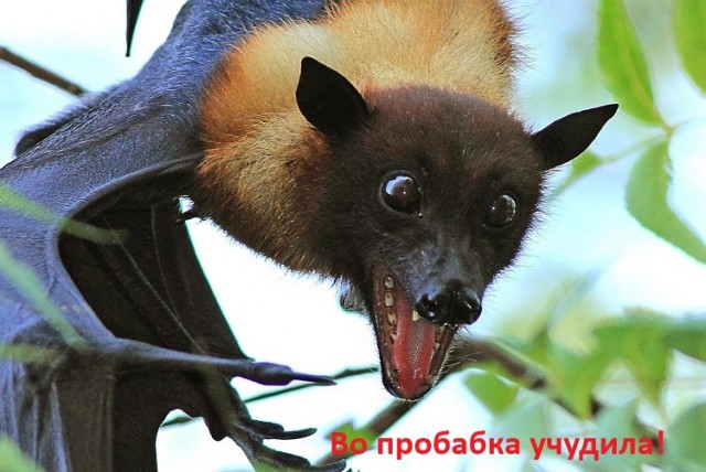 Чёртяка вечерний