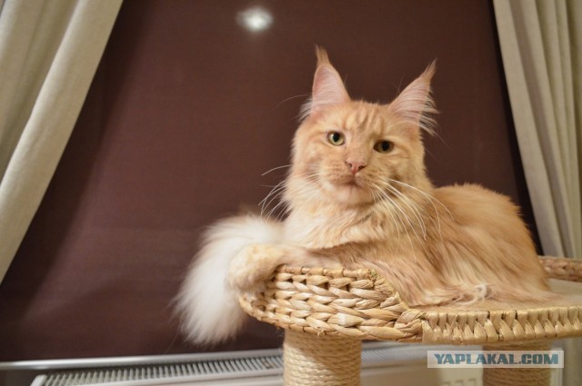 Котовторник 23.04.2013