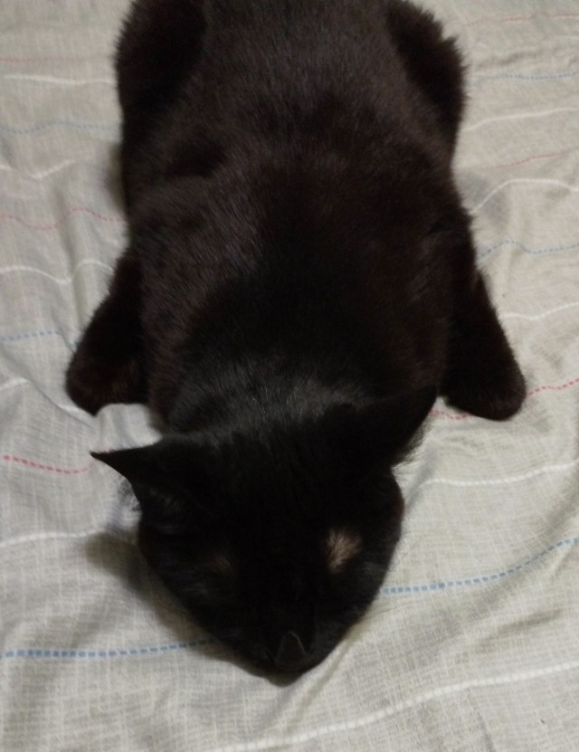 Позы для сна у кошек - что они означают?