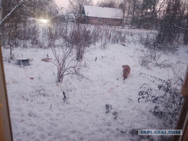 Жизнь домашнего приюта для котеек 473