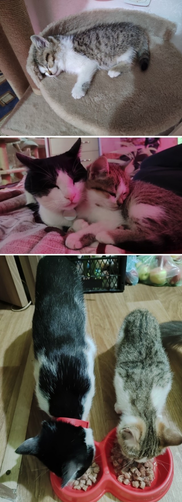 Храни тебя кошачий бог!