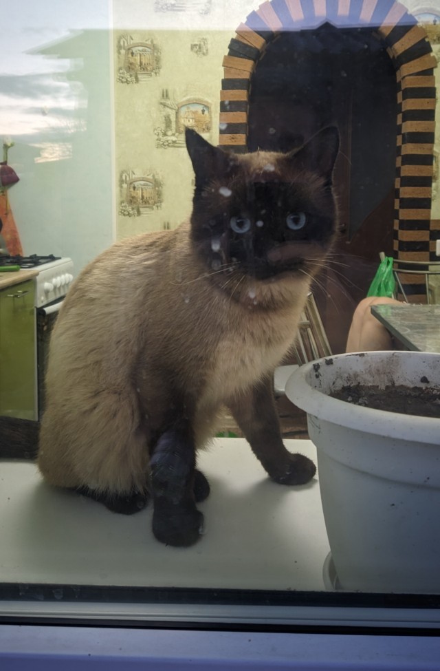 Котёночек опухает. Требуется совет.