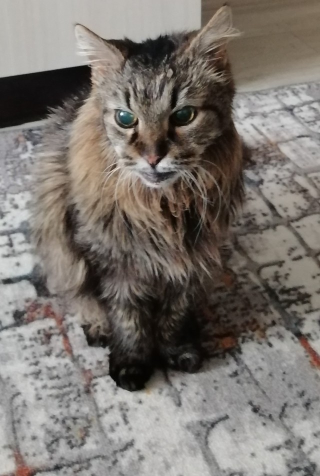 Купила кошке ковëр