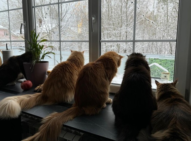 Котовторник 05/11/2024