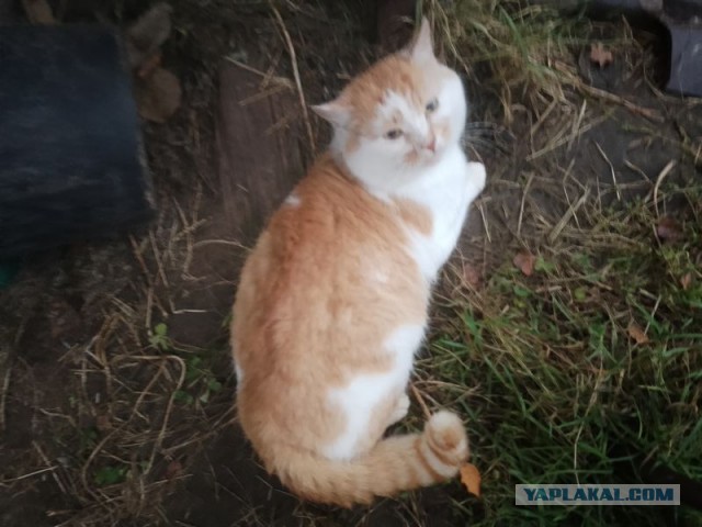Жизнь домашнего приюта для котеек 520