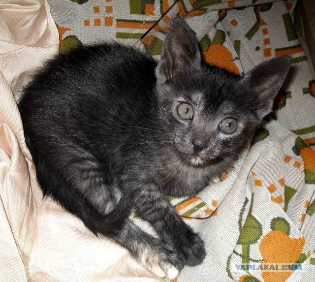 Котовторник 04.06.2013