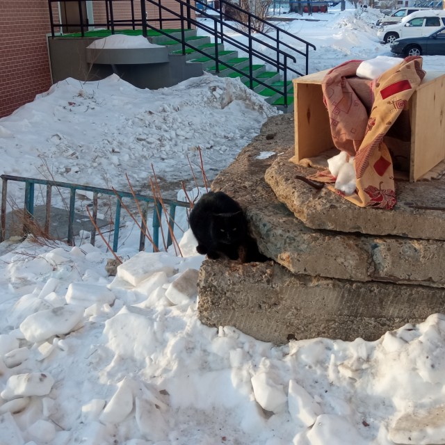 Суровый зимний кот