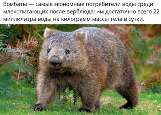 Белый слон и другие картинки